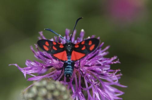 Réf. 248 113 : Zygaena transalpina